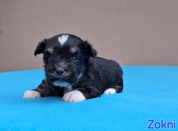 Bichon havanese