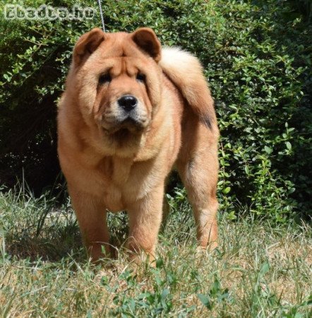 Chow chow különleges, ritka rövidszőrű változat