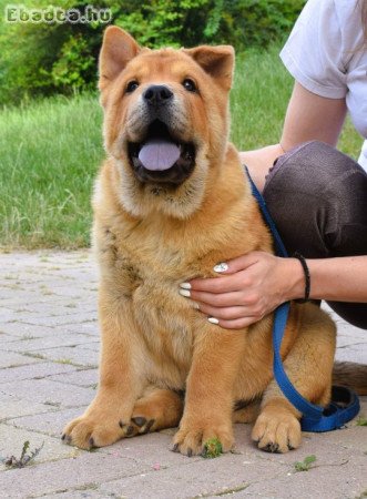 Chow chow különleges, ritka rövidszőrű változat