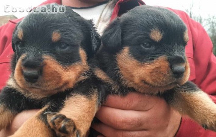 Rottweiler kiskutyák