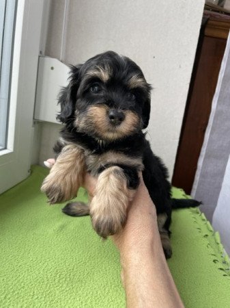 Maltipoo maltai selyem es torpe uszkar