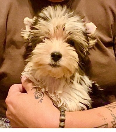 Biewer Yorkshire terrier Golddust yorki