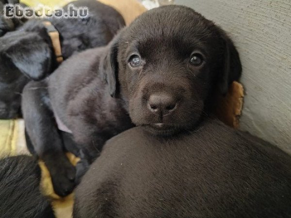 Fekete labrador kiskutyák - Orosháza, Békés megye