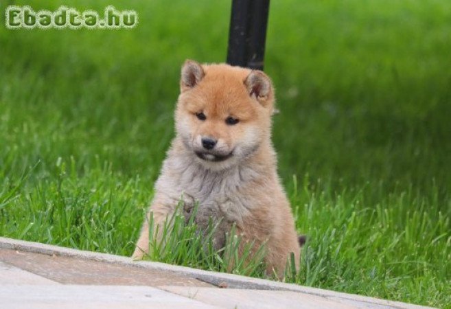 Shiba inu