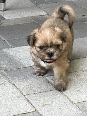 Shih Tzu keverék