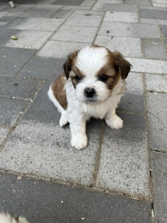 Shih Tzu keverék