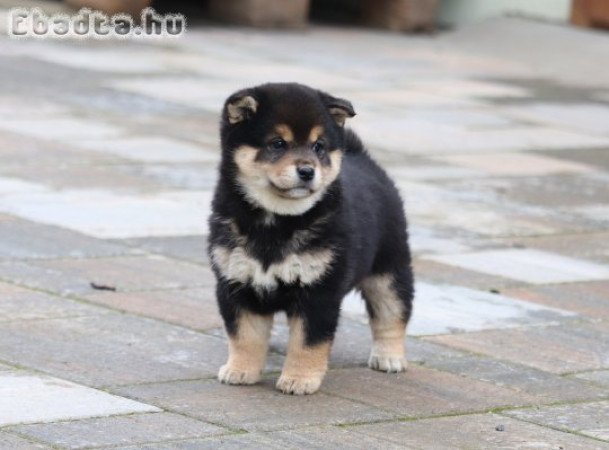 Shiba inu