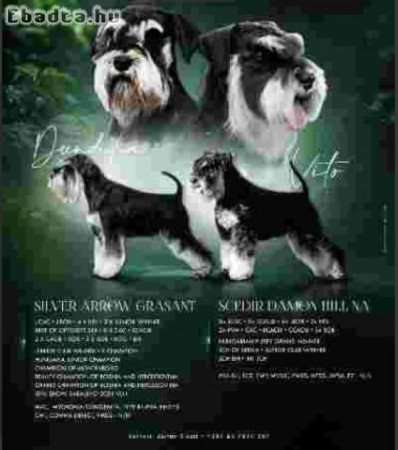 Black and silver miniature schnauzers