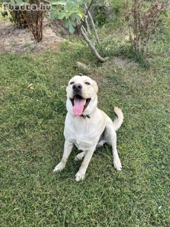 Ingyen elvihető labrador retriever