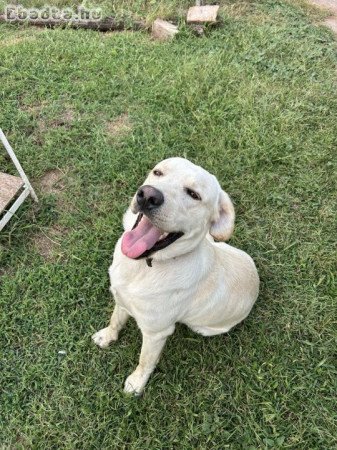 Ingyen elvihető labrador retriever