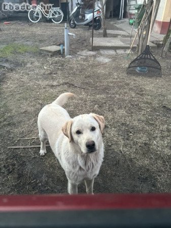 Ingyen elvihető labrador retriever