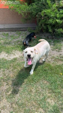 Ingyen elvihető labrador retriever