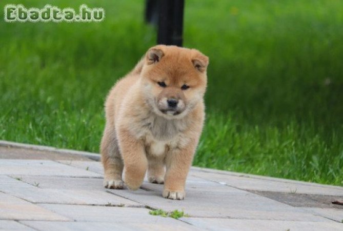 Shiba inu