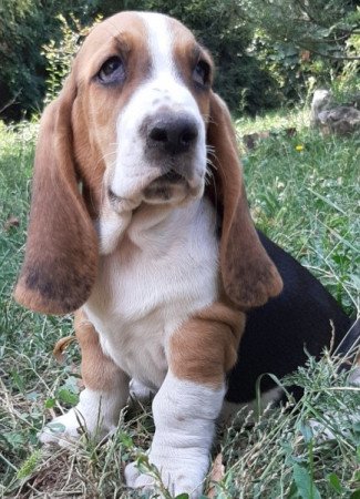 basset hound