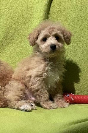 Maltipoo maltai selyem es topre uszkar