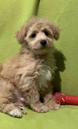 Maltipoo maltai selyem es topre uszkar