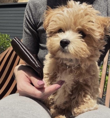 Maltipoo maltai es torpe uszkar