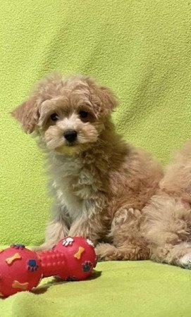 Maltipoo maltai es torpe uszkar