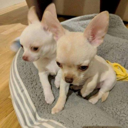 Chihuahua hím és nőstény +44 7482162214