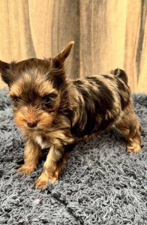 Yorkshire terrier