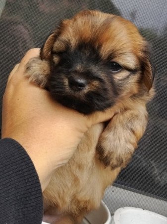 Bichon havanese