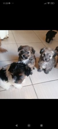 Yorki és havanese