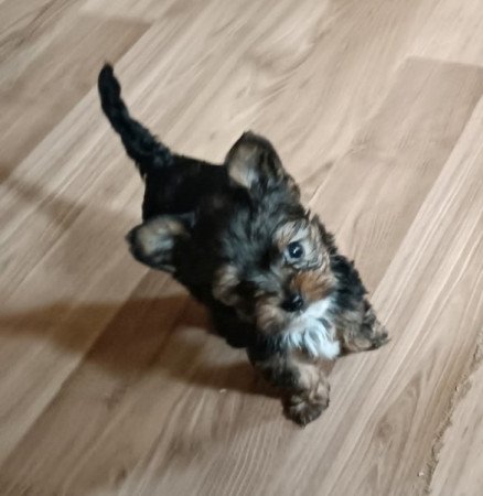 Yorki és havanese