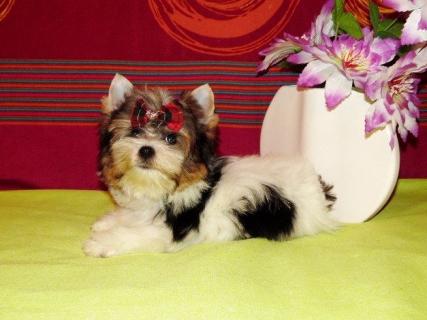 Biewer Yorkshire Terrier Yorki