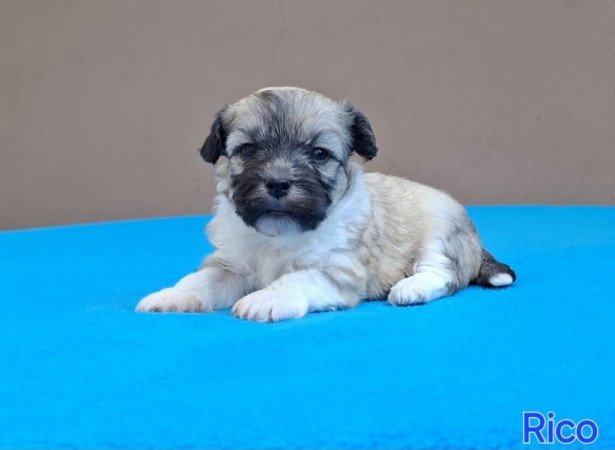 Bichon havanese