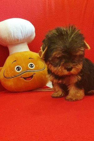 Yorkshire terrier