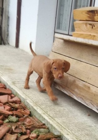 magyar vizsla