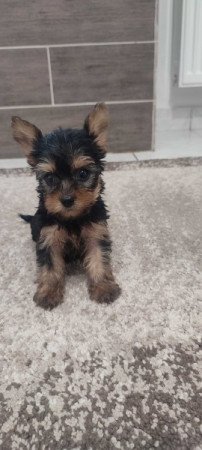 yorkshire terrier