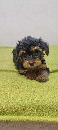 yorkshire terrier