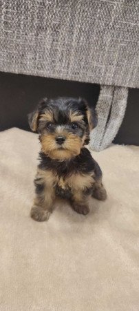 yorkshire terrier