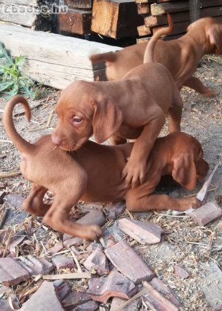 Fajtatiszta magyar vizsla kiskutyák költöznének