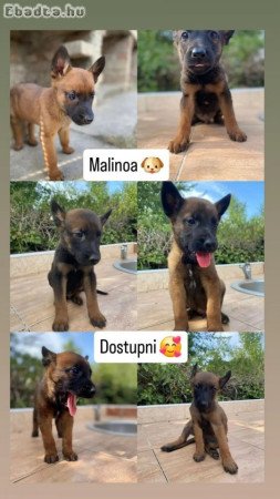 Malinois - Puppies