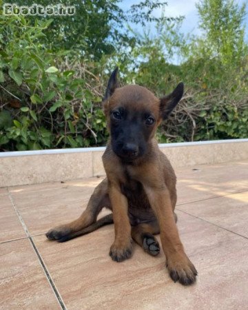 Malinois - Puppies