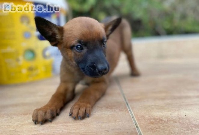 Malinois - Puppies