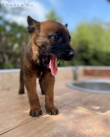 Malinois - Puppies