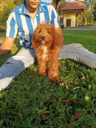 Cavalier spániel uszkár cavapoo