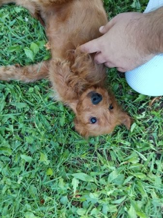 Cavalier spániel uszkár cavapoo