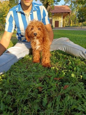 Cavalier spániel uszkár cavapoo