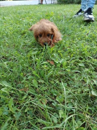 Cavalier spániel uszkár cavapoo