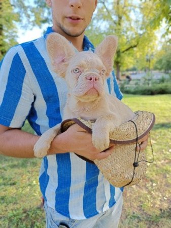 Francia bulldog french bulldog fluffy bulldog