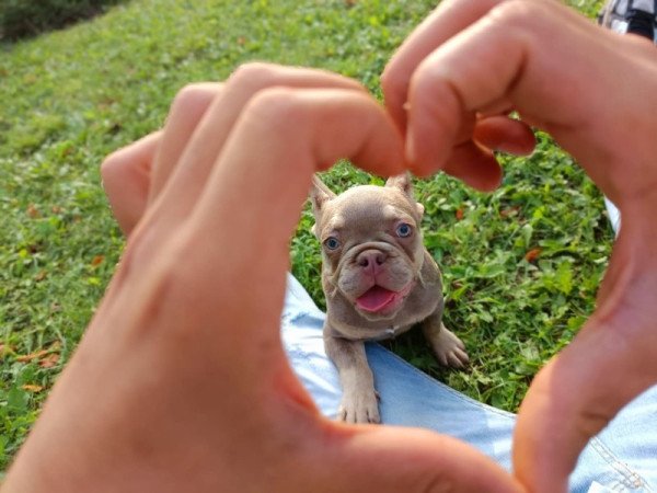 Francia bulldog french bulldog fluffy bulldog