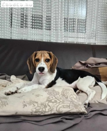 Eladó kislány beagle