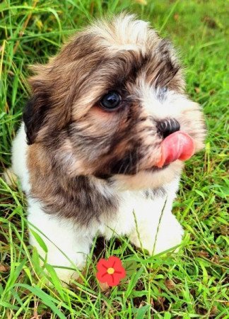 Bichon havanese