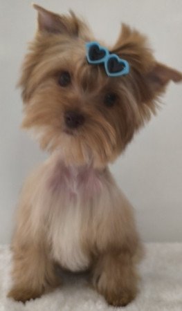 Yorkshire terrier