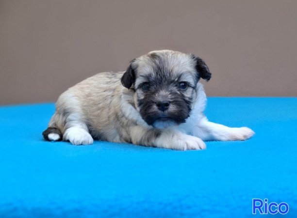 Bichon havanese