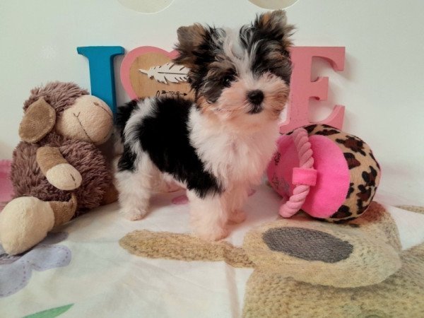 Biewer Yorkshire terrier